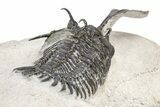Bargain, Trident Walliserops Trilobite - Foum Zguid, Morocco #179528-4